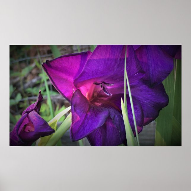 Gladioli Poster (Vorne)