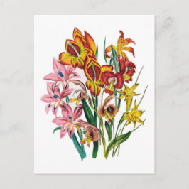 Gladioli Postkarte