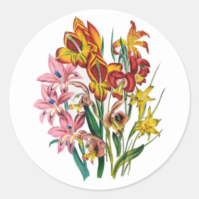 Gladioli Runder Aufkleber (Vorderseite)