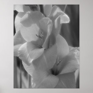 Gladiolus Blume Schwarz und Weiß Nah Poster