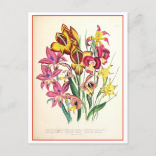 Gladiolus Botanische Illustration Vintag Postkarte
