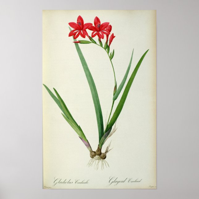 Gladiolus Cardinalis, aus `Les Liliacees', 1805 Poster (Vorne)