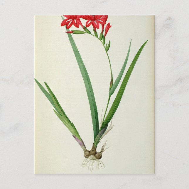 Gladiolus Cardinalis, aus `Les Liliacees', 1805 Postkarte (Vorderseite)