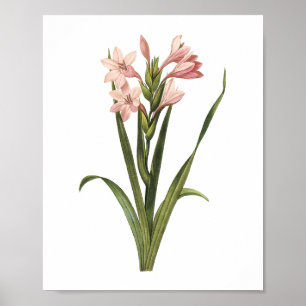 Gladiolus laccatus von Redouté Poster