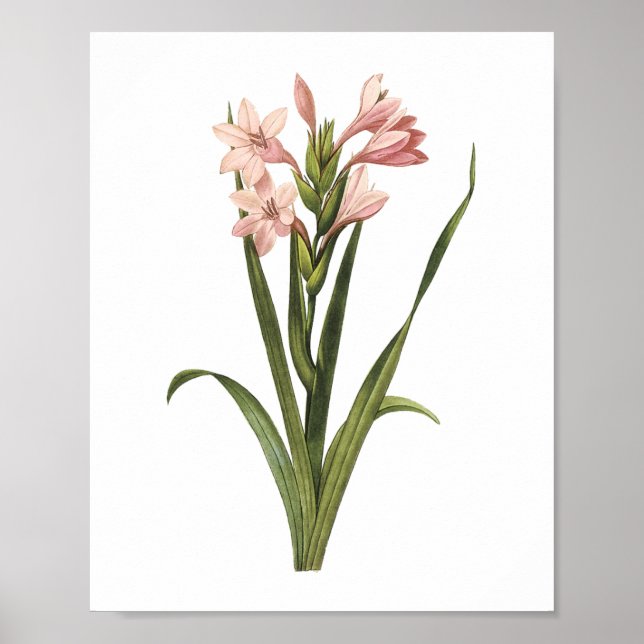 Gladiolus laccatus von Redouté Poster (Vorne)