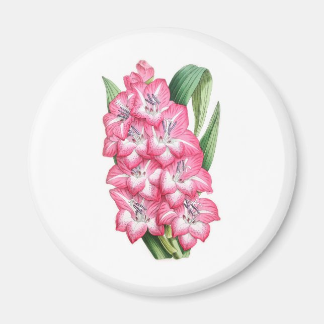 Gladiolus Ulysse Magnet (Vorne)