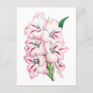Gladiolus Vintage Botanische Postkarte
