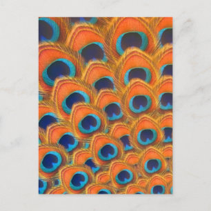 Glam Boho Orange Blaue Pfauenfedern Feiertagspostkarte