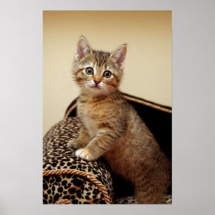 Glamour-Mädchen-Plakat Poster