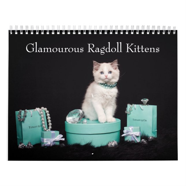 Glamour Ragdoll Kittens Kalender (Titelbild)