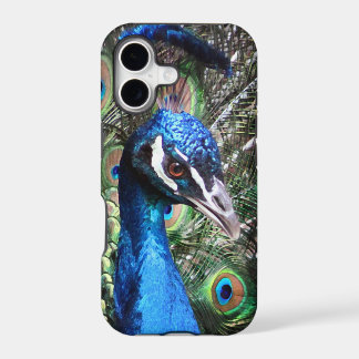 Glänzender Pfau