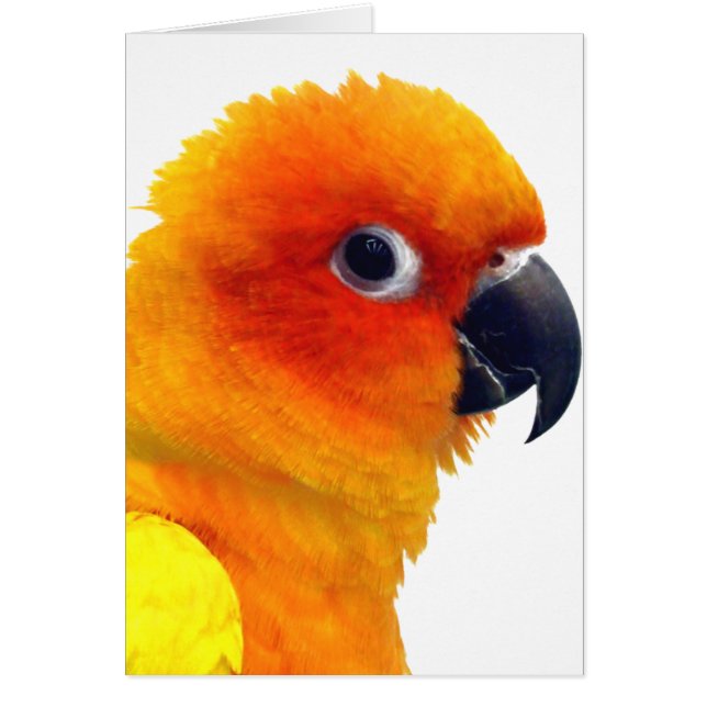 Glänzender Sun Conure (Vorne)