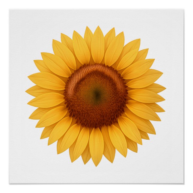 Glänzendes Poster - Sonnenblume (Vorderseite)