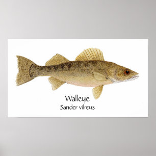 Glasaugenbarsch Kunst Poster