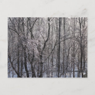 Glaserner Eiswald im Morgenlicht II Postkarte