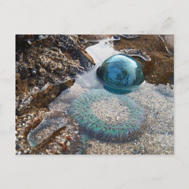 Glasfloat und Anemon Postkarte (Vorderseite)