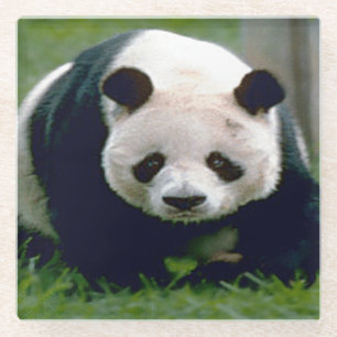 Glass-Untersetzer/Panda-Bär Glasuntersetzer