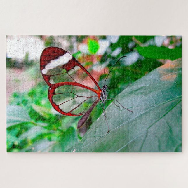 Glass Wing Butterfly. Puzzle (Horizontal)
