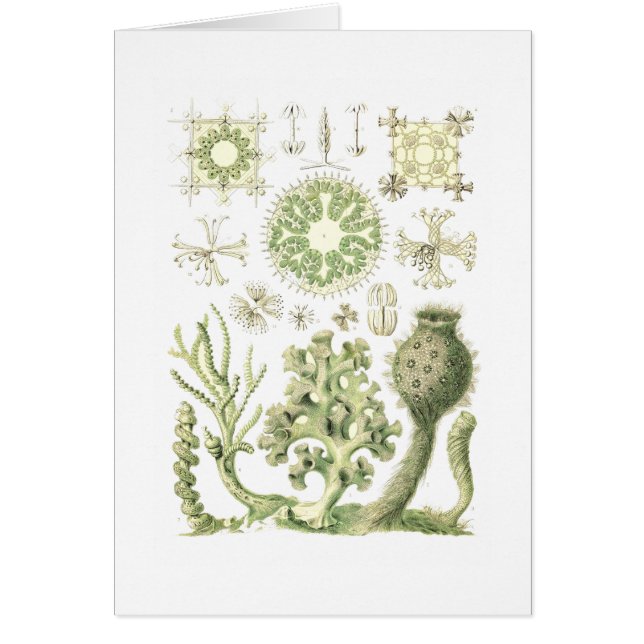 Glasschwämme (Vorne)