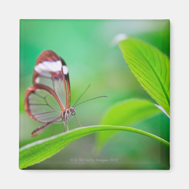 Glasschwingenschmetterling entspannt auf frisch gr magnet (Vorne)