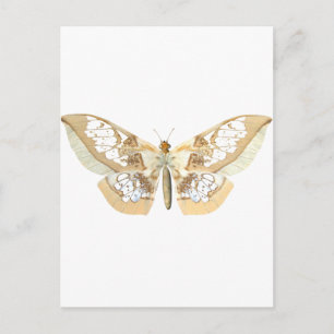 GlassWing Butterfly Postkarte
