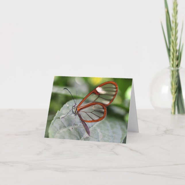 Glasswing Schmetterling notecard Karte (Vorderseite)