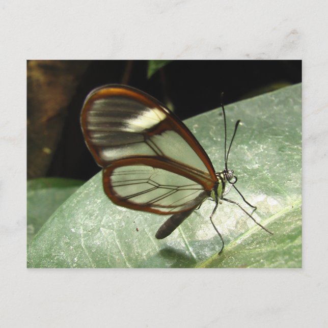 Glasswinged Butterfly Postkarte (Vorderseite)