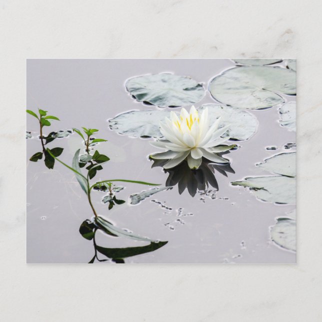 Glassy Water Lily Postkarte (Vorderseite)