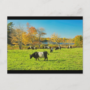 Glastagekühe Weiden auf Gras im Herbst Postkarte