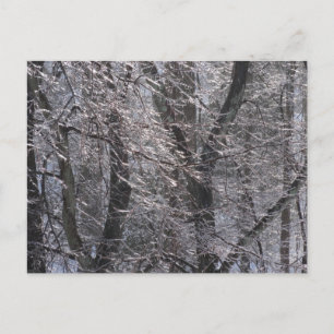Glatte eisige Wald im Morgenlicht I Postkarte