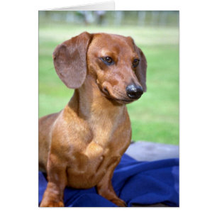 Glatte MiniaturDackel