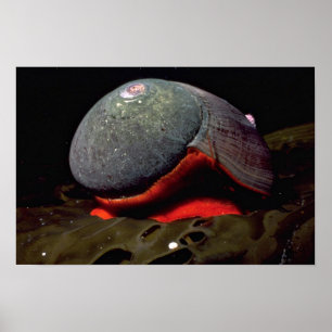 Glatte Turban (Norrisia norrisii) Muschel Poster