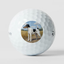 Glatthaar-Foxterrier