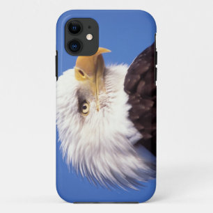Glatzadler, Haliäetus leucocephalus, nah, 3 iPhone 11 Hülle