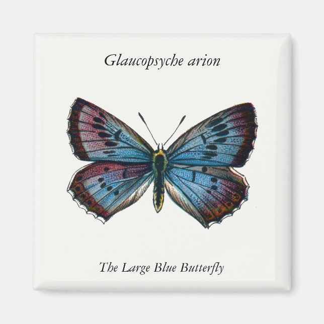 Glaucopsyche arion - The Large Blue Butterfly Magnet (Vorne)