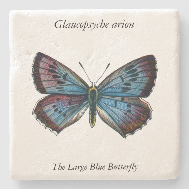 Glaucopsyche arion - The Large Blue Butterfly Steinuntersetzer (Vorderseite)