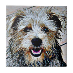 Glen des Imaal Terrier Fliese
