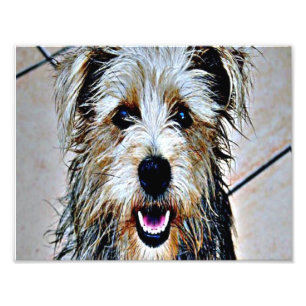 Glen des Imaal Terrier Fotodruck