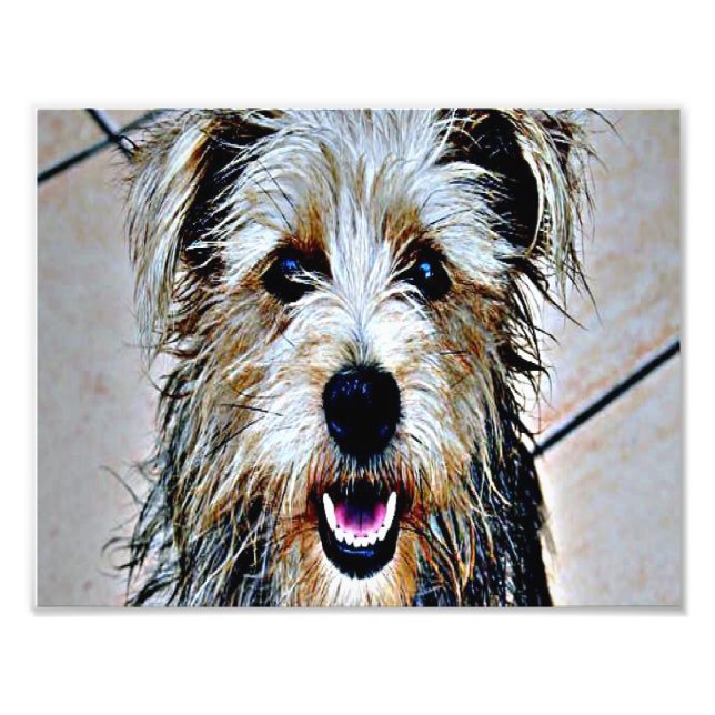 Glen of Imaal Terrier Fotodruck (Vorne)