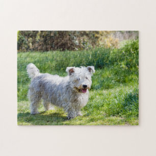 Glen von Imaal Terrier Hund Puzzle