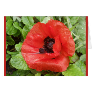 Glenveigh Nationalpark, N.I.