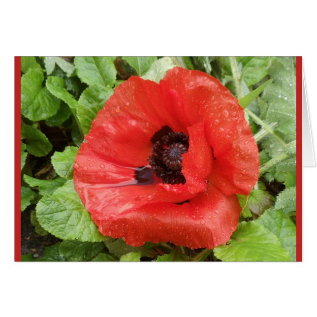 Glenveigh Nationalpark, N.I. (Vorderseite (Horizontal))