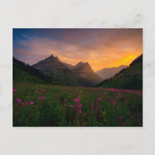Gletscher-Wildblumen Postkarte (Vorderseite)
