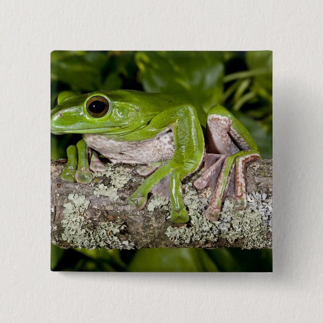 Gliding Frog, Polypedates dennysi ssp, Button (Vorderseite)