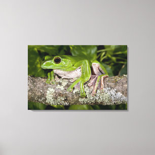 Gliding Frog, Polypedates dennysi ssp, Leinwanddruck