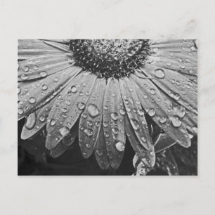 Glistening Rain Drops on Daisy Flower Postkarte