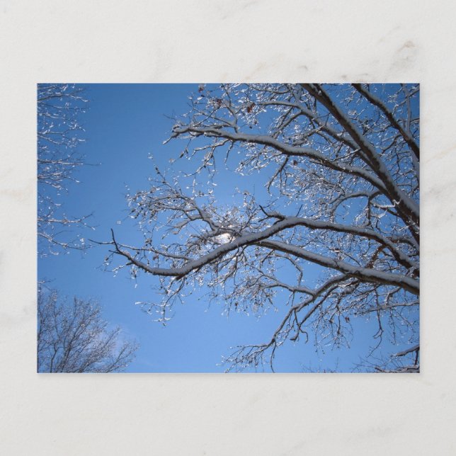 Glitternder Eis und schneebedeckte Bäume Postkarte (Vorderseite)