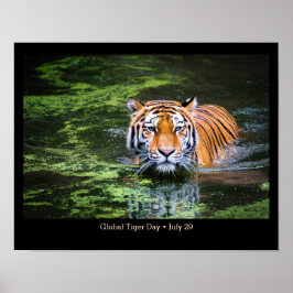 Global Tiger Day, TIGER Foto Poster