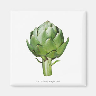 Globe Artichoke auf weißem Hintergrund ausschneide Magnet