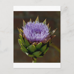 Globe Artichoke, Cynara Cardunculus, in Blume. Postkarte